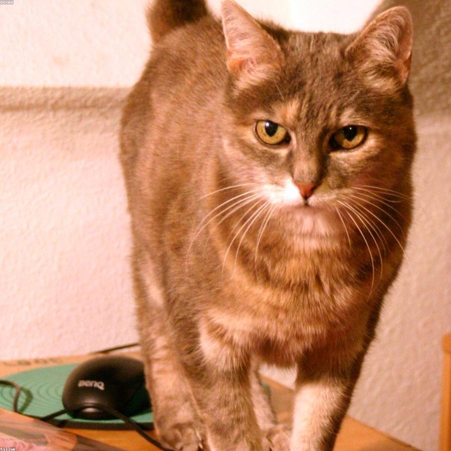 Kablosuz Mouse